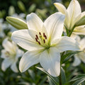 Lilium 'Richmond' - Lilie - LumiBlumi