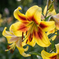 Lilium 'Robert Swanson' - Lilie - LumiBlumi