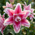 Lilium 'Roselily Samantha' - Lilie - LumiBlumi