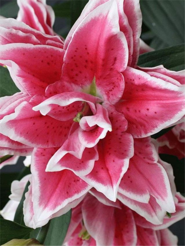 Lilien Roselily samantha