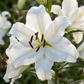 Lilium 'Signum' - Lilie - LumiBlumi