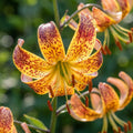Lilium 'Sunny Morning Martagon' - Lilie - LumiBlumi