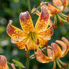 Lilium 'Sunny Morning Martagon' - Lilie - LumiBlumi