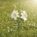Lilium 'Tourega' - Lilie - LumiBlumi