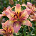 Lilium 'Tribal Dance' - Lilie