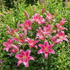 Lilium 'Crater' - Lilie - LumiBlumi