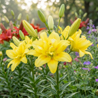 Lilium 'Fata Morgana' - Lilie - LumiBlumi