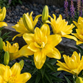 Lilium 'Fata Morgana' - Lilie - LumiBlumi