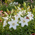 Lilium 'Fredo' - Lilie - LumiBlumi