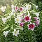 Lilie 'Longiflorum Mischung' - 5 Stück