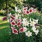 Lilie 'Longiflorum Mischung' - 5 Stück
