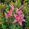 Lilium 'Mount Cook' - Lilie - LumiBlumi