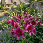 Lilie 'Purple Prince' - 10 Stück