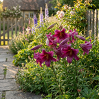 Lilie 'Purple Prince' - 10 Stück