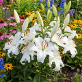 Lilium 'Snowy Mountain' - Lilie - LumiBlumi