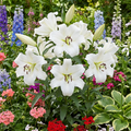 Lilie 'Villa Blanca' - 25 Stück - LumiBlumi