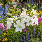 Lilie 'Villa Blanca' - 25 Stück - LumiBlumi