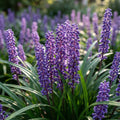 Traubenlilie 'Moneymaker Muscari' - 10 Stück - LumiBlumi