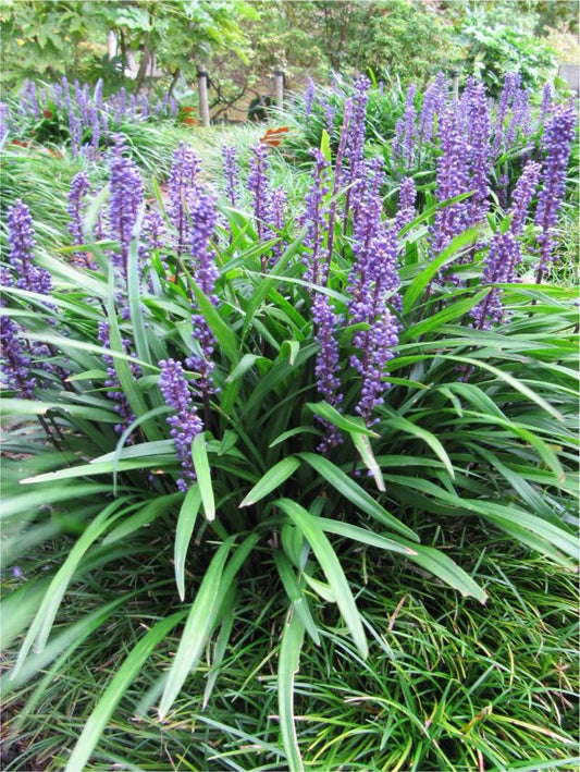 Stauden Liriope moneymaker muscari