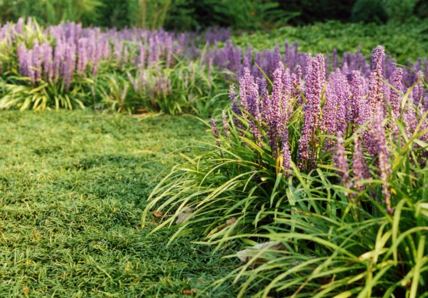 Liriope 'Big Blue Muscari' - Traubenlilie, Lilientraube