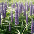 Traubenlilie 'Big Blue Muscari' - 3 Stück - LumiBlumi