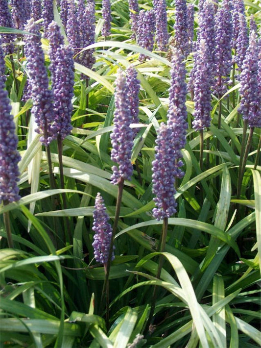 Stauden Liriope big blue muscari