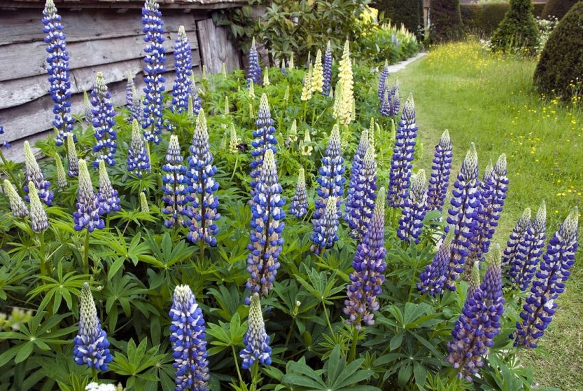 Lupinus 'The Governor' - Lupine, Wolfsbohne