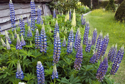 Lupinus 'The Governor' - Lupine, Wolfsbohne