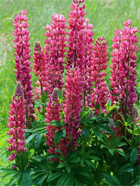 Lupinen Lupine my castle