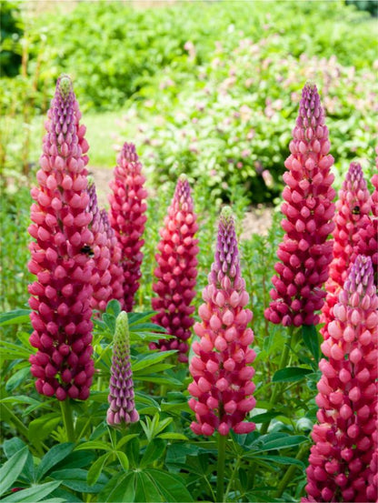 Lupinus 'My Castle' - Lupine, Wolfsbohne