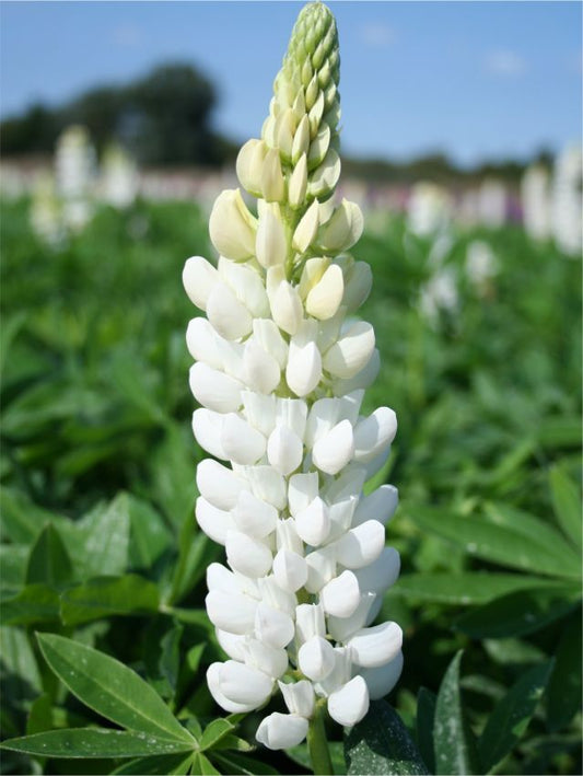 Lupinen Lupine noblemaiden