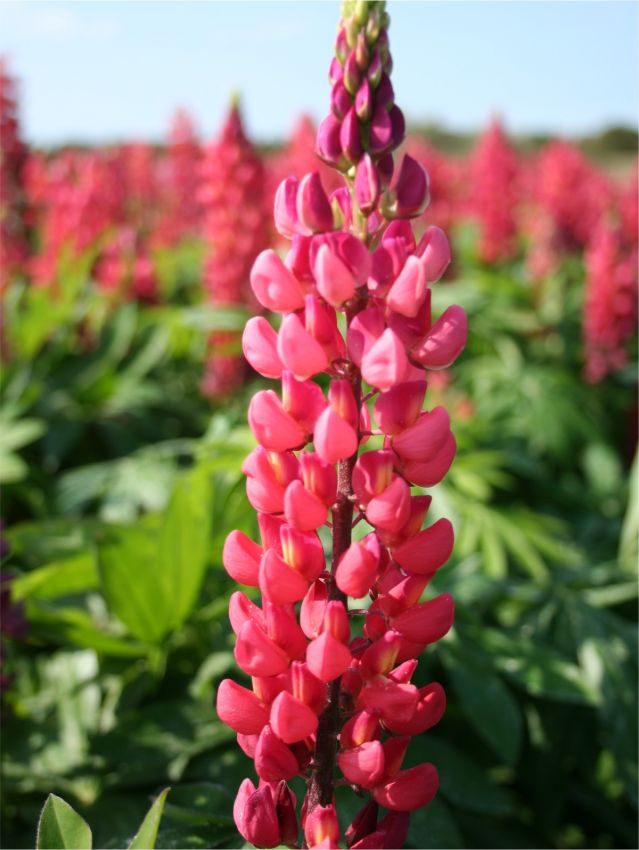 Lupinen Lupine the pages