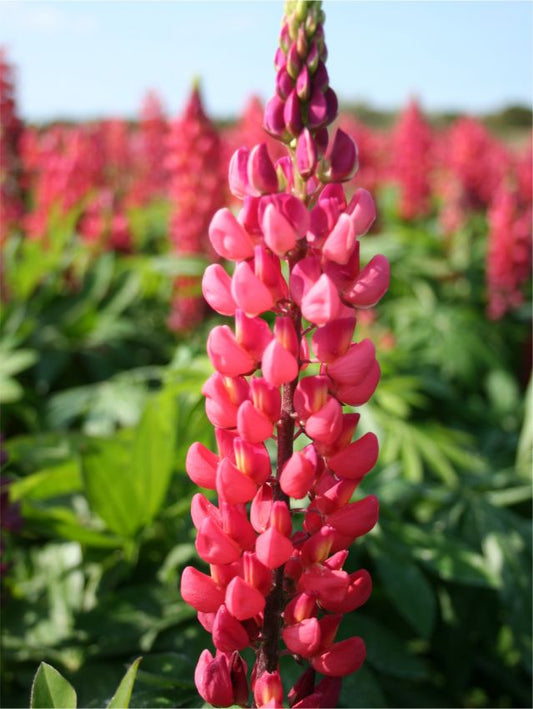 Lupinen Lupine the pages