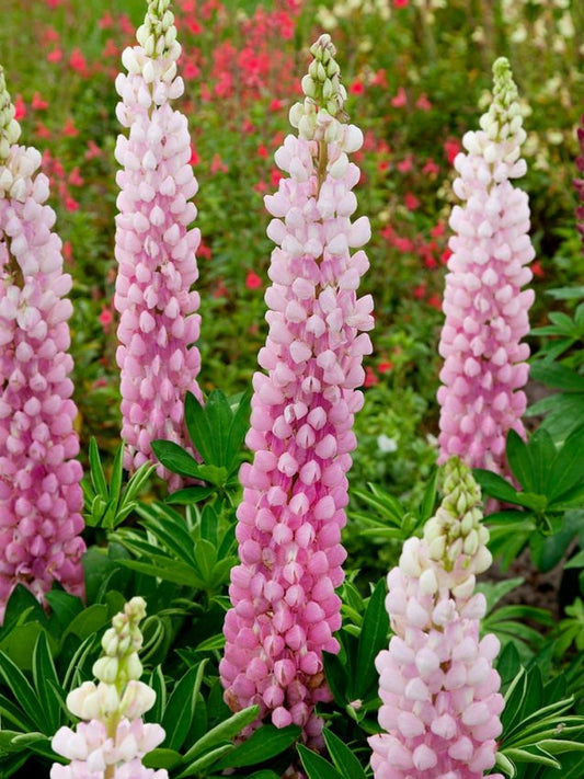 Lupinen Lupine the chatelaine