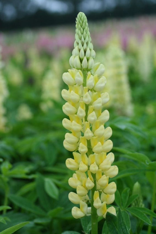 Lupinen Lupine chandelier
