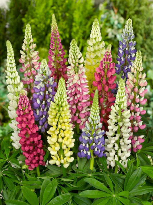 Lupinen Lupine russell hybrid mischung