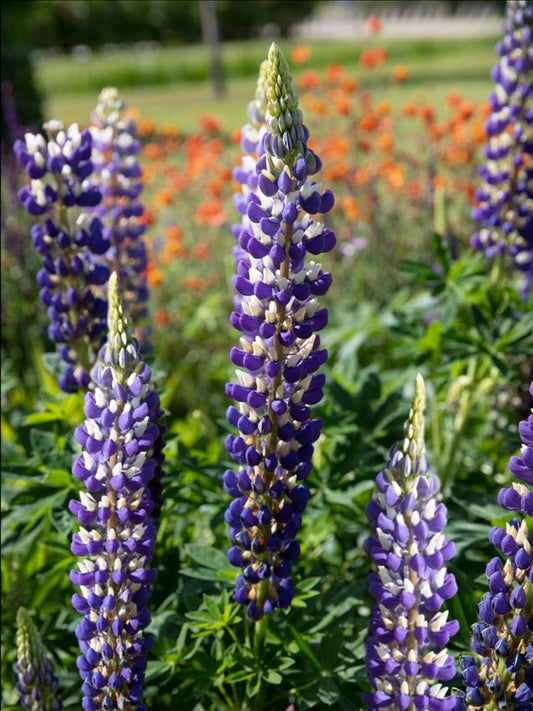 Lupinen Lupine the governor