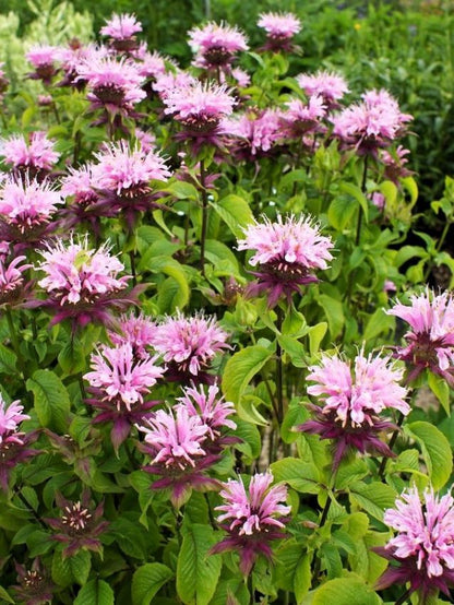 Monarda 'Beauty Of Cobham' - Indianernessel