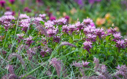 Monarda 'Beauty Of Cobham' - Indianernessel