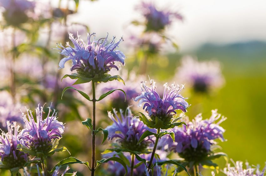 Monarda 'Beauty Of Cobham' - Indianernessel