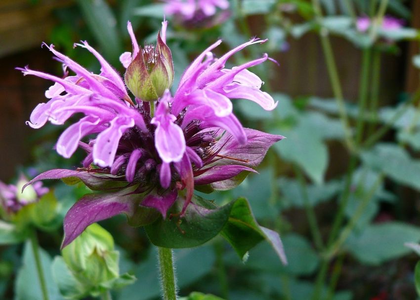 Monarda 'Beauty Of Cobham' - Indianernessel