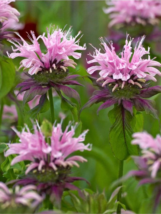 Indianernessel Monarda beauty of cobham