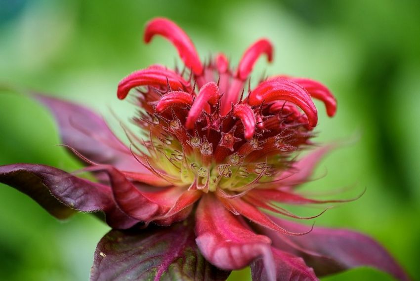 Monarda 'Cambridge Scarlet' - Indianernessel