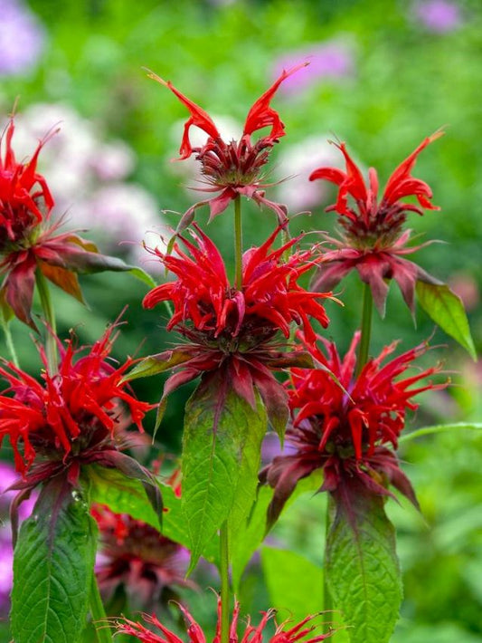 Indianernessel Monarda cambridge scarlet