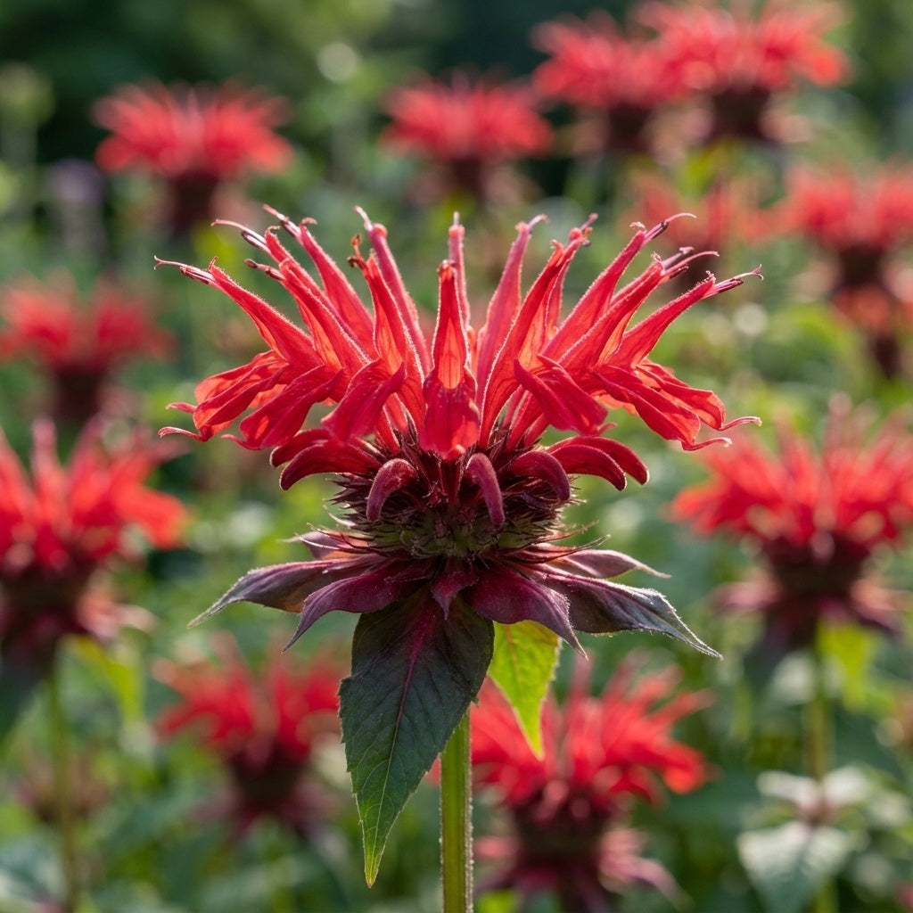 Indianernessel 'Cambridge Scarlet' - 4 Stück - LumiBlumi