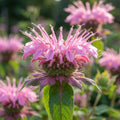 Indianernessel 'Croftway Pink' - 5 Stück - LumiBlumi