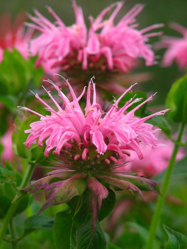 Indianernessel Monarda croftway pink