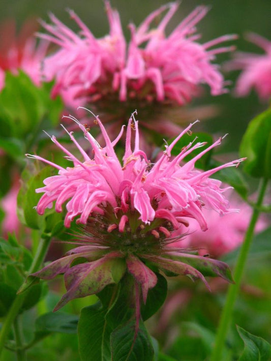 Indianernessel Monarda croftway pink