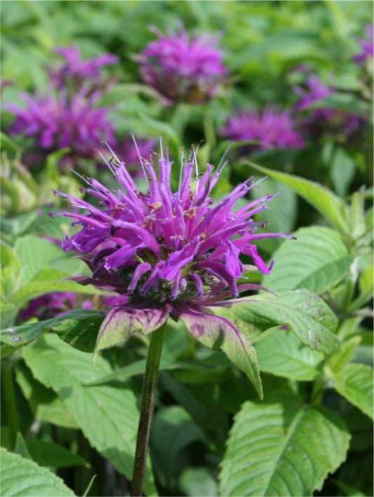 Indianernessel Monarda prarienacht