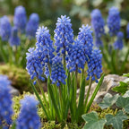 Traubenhyazinthe 'Blue Spike Armeniacum' - 100 Stück - LumiBlumi